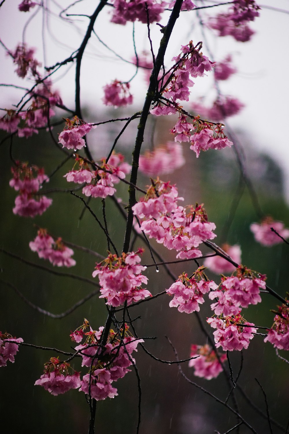 pink flowers are blooming on a tree branch