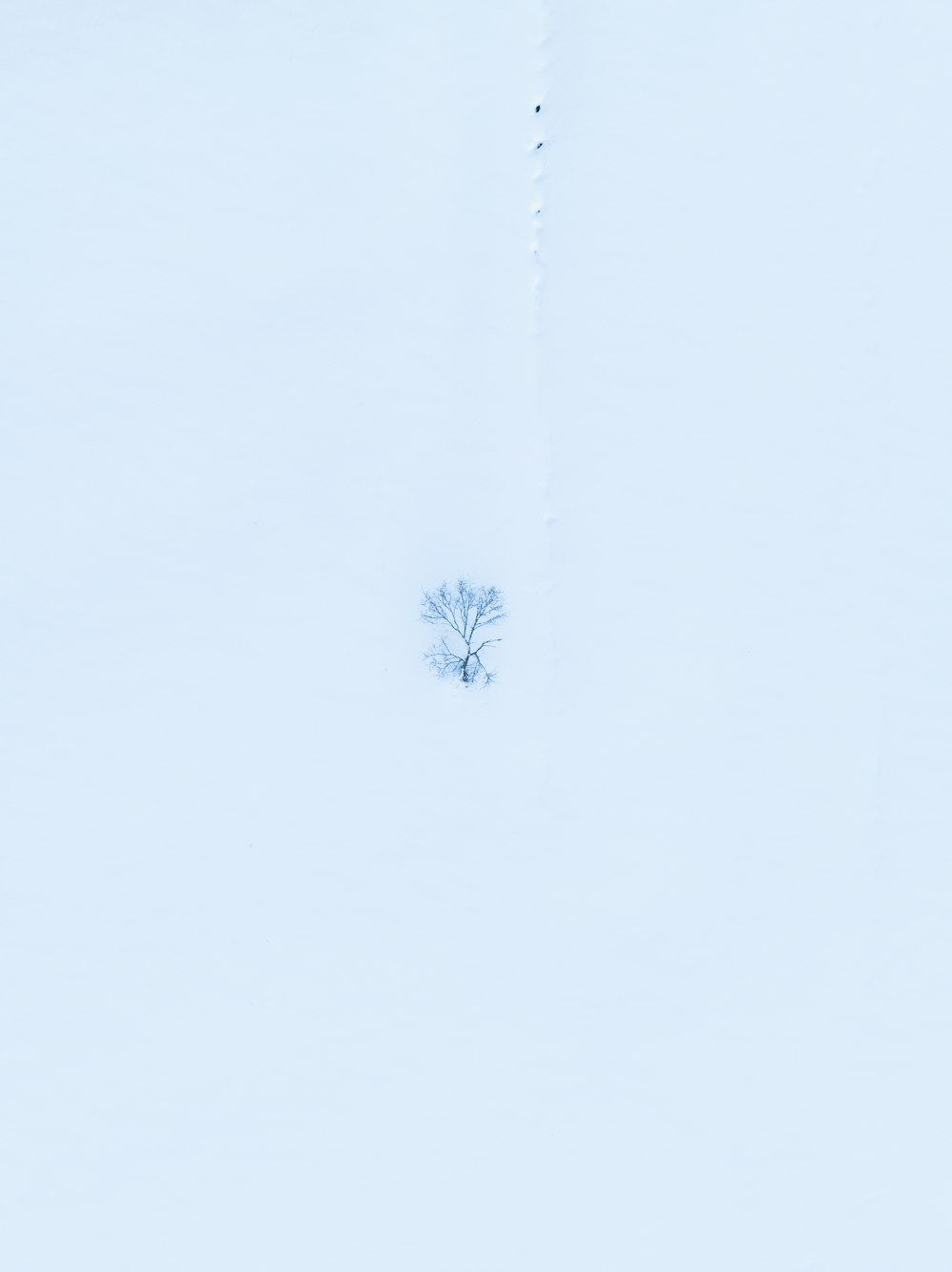 a lone tree in the middle of a snowy field