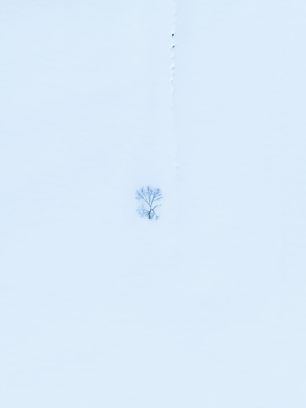 Un árbol solitario en medio de un campo nevado