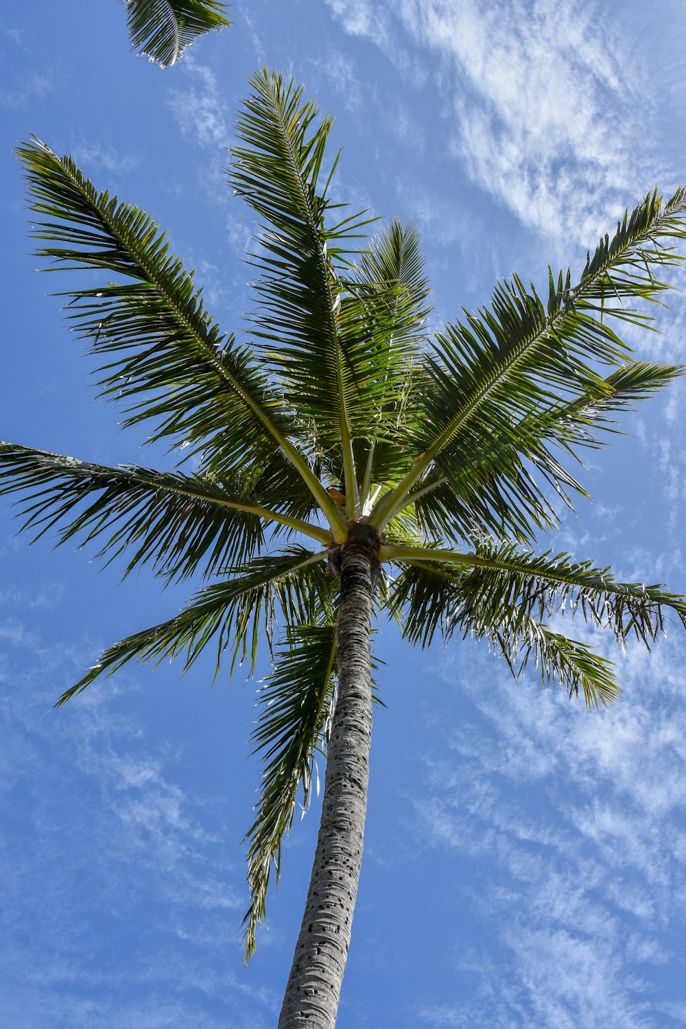 una palmera con un cielo azul en el fondo