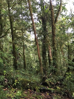 Dense and lush rainforest scene with tall trees covered in moss. Various shades of green foliage fill the canopy and forest floor, with a mix of ferns and other vegetation. Sunlight filters through the leaves, creating a tranquil and vibrant atmosphere.