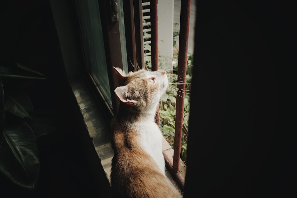 a cat is looking out of a window