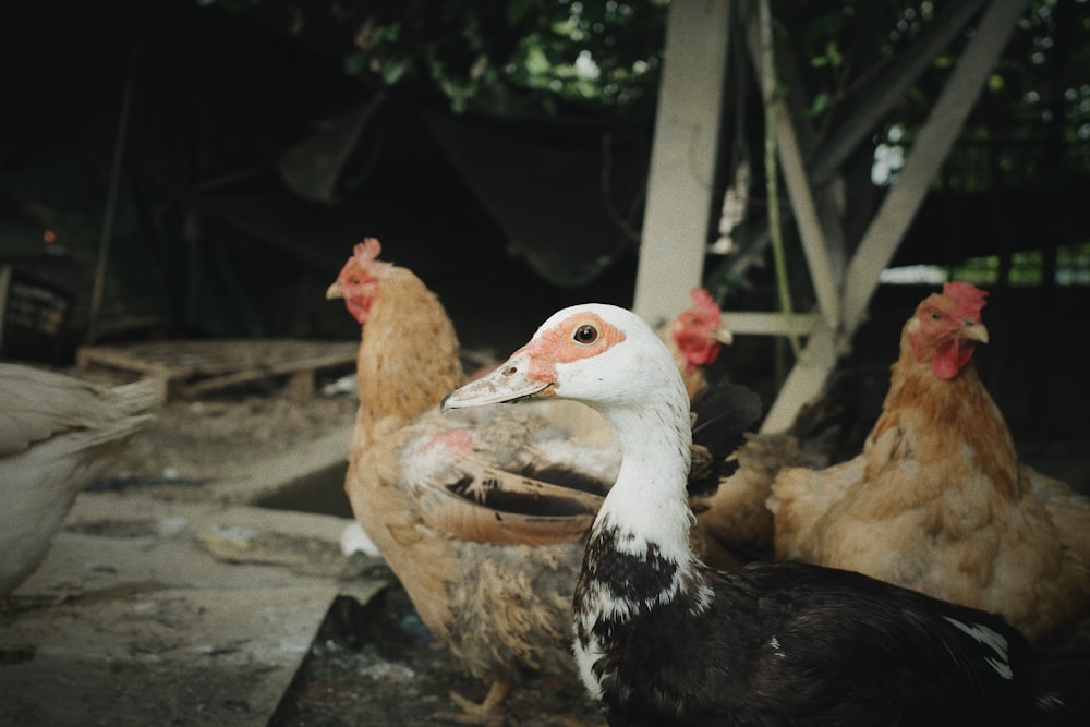 a group of chickens standing next to each other