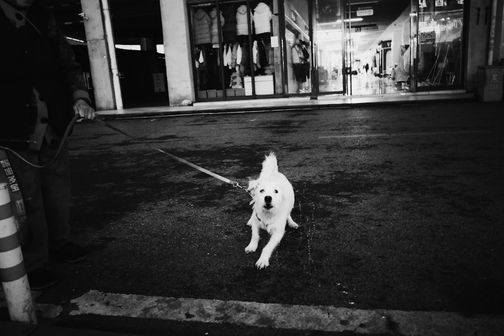 a white dog on a leash on a city street