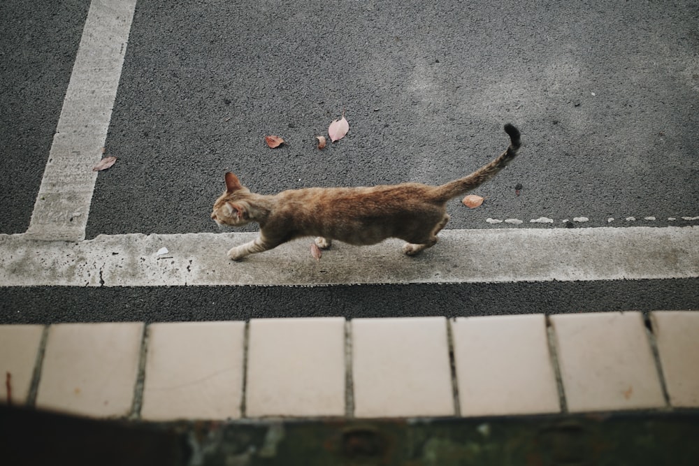 a cat walking across a street next to a sidewalk