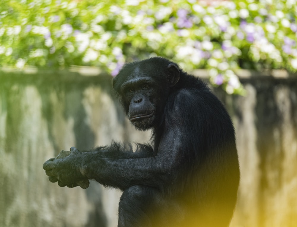 a black monkey sitting on top of a rock