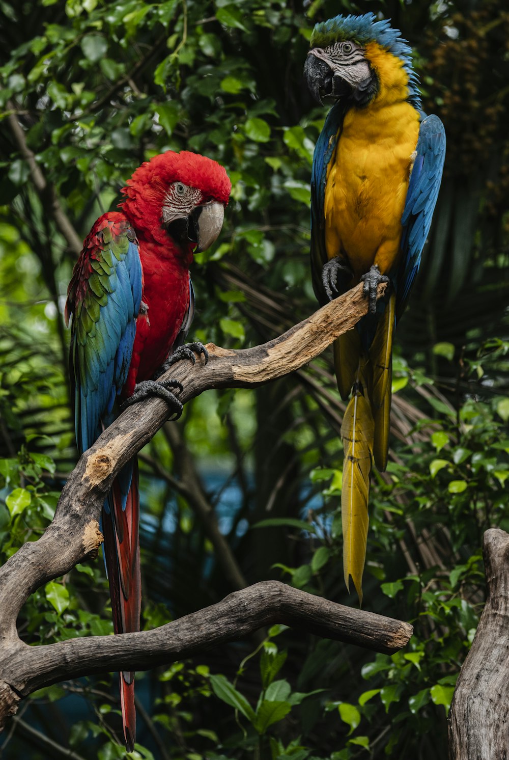 two colorful parrots perched on a tree branch