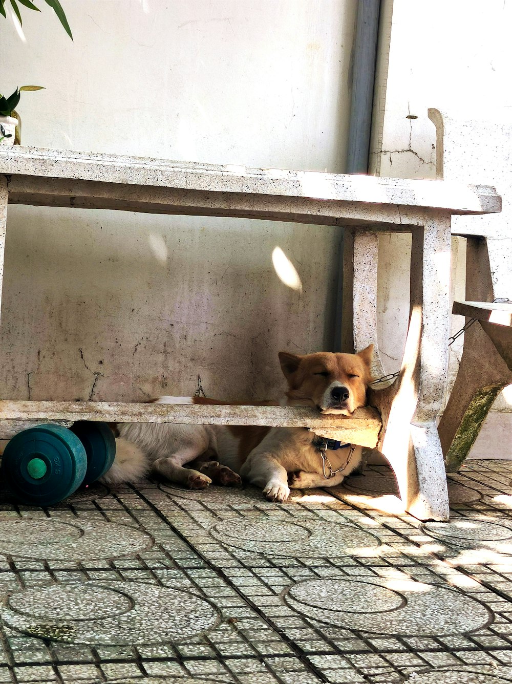 a dog sitting under a wooden bench on a tiled floor