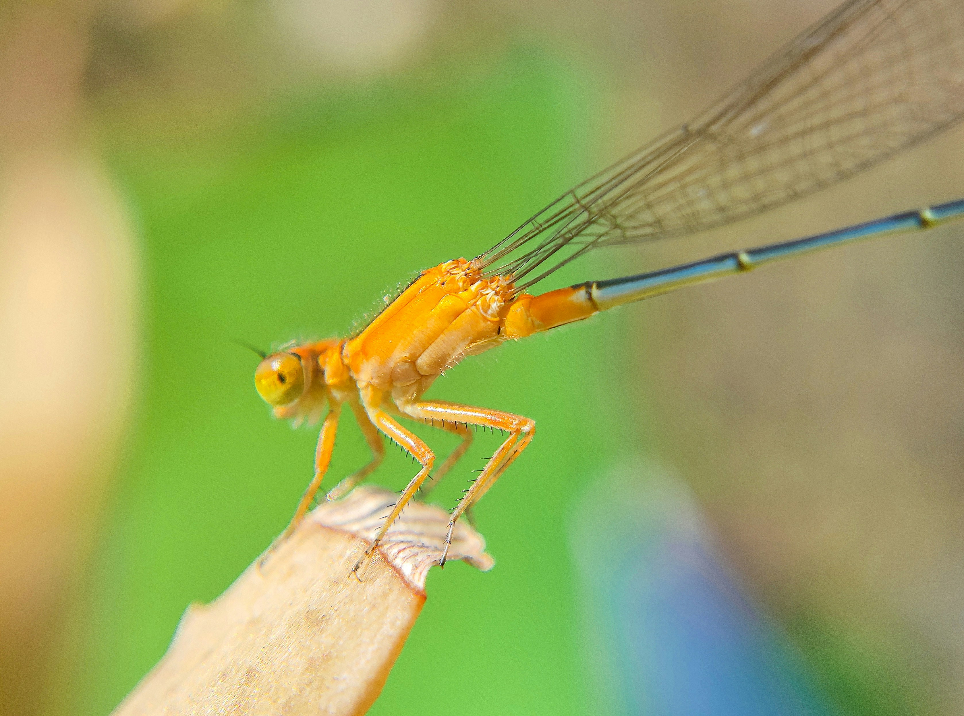 Photo by macrosam