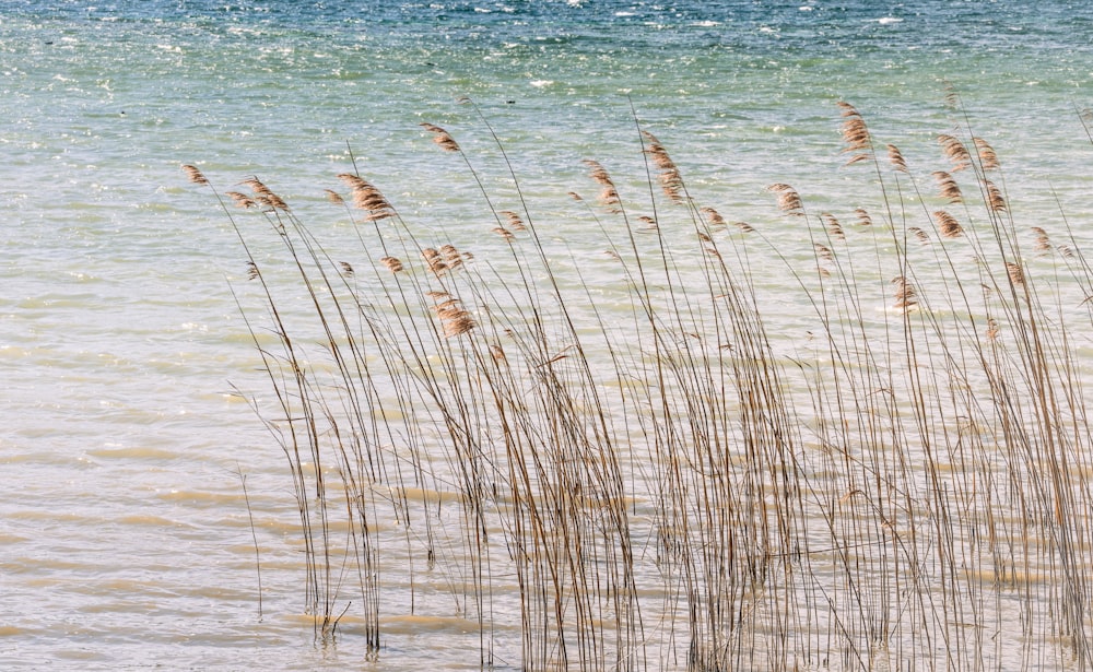 a bunch of tall grass sitting in the middle of a body of water