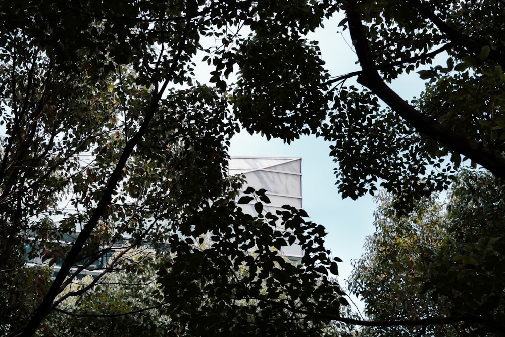 a flag is seen through the trees on a sunny day