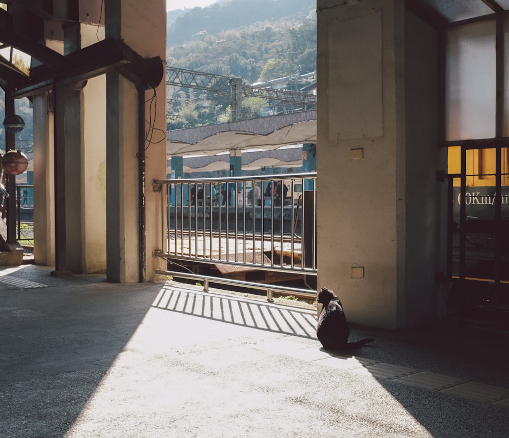 a cat sitting on the ground in front of a building