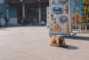 A brown cat is grooming itself on a sunlit pavement in front of a food stall. The stall displays colorful menus with various dishes and prices in a mix of text and images. Several people in the background are engaged in different activities, such as walking and taking photos. Orange traffic cones line the edge of the pavement, and the scene is set against the backdrop of an urban building.