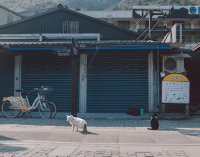 In front of a building with shuttered doors, a white cat and a black cat are sitting on the pavement. A yellow and white bicycle with a basket is parked nearby, and there is a sign with text and illustrations in an Asian language. The background includes a mountain with trees.