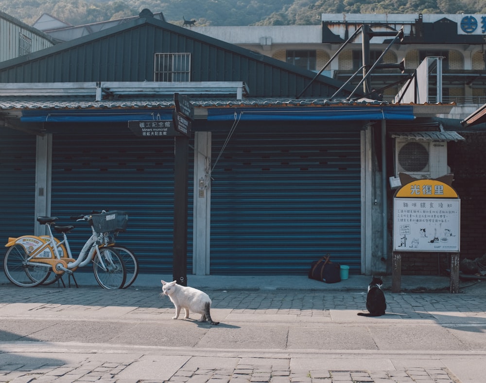 a cat sitting on a sidewalk next to a bike