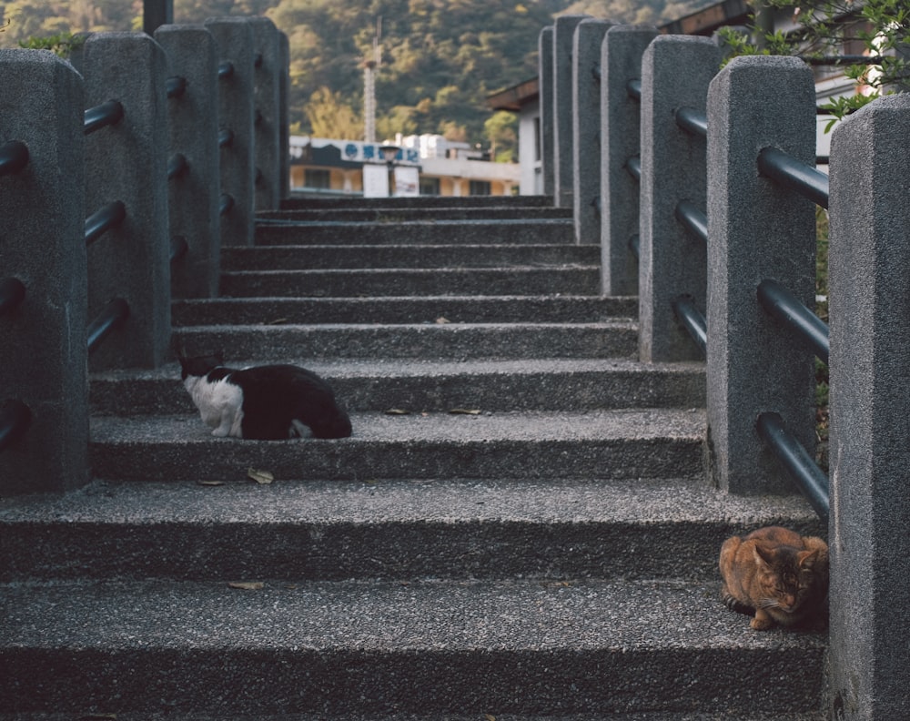 a couple of cats sitting on top of a set of stairs