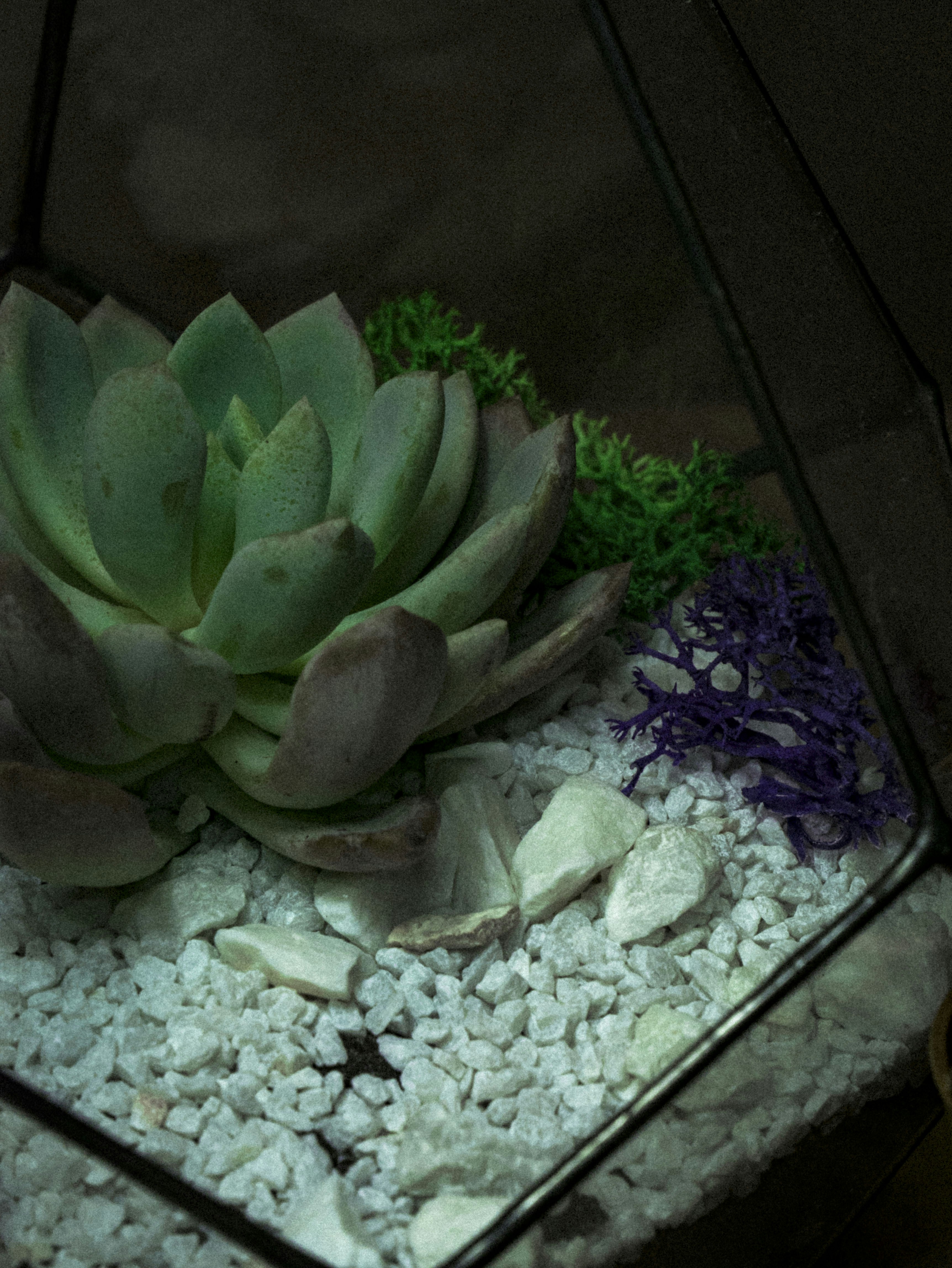 A vibrant succulent arrangement in a glass terrarium, featuring a variety of succulent species with different colors and textures