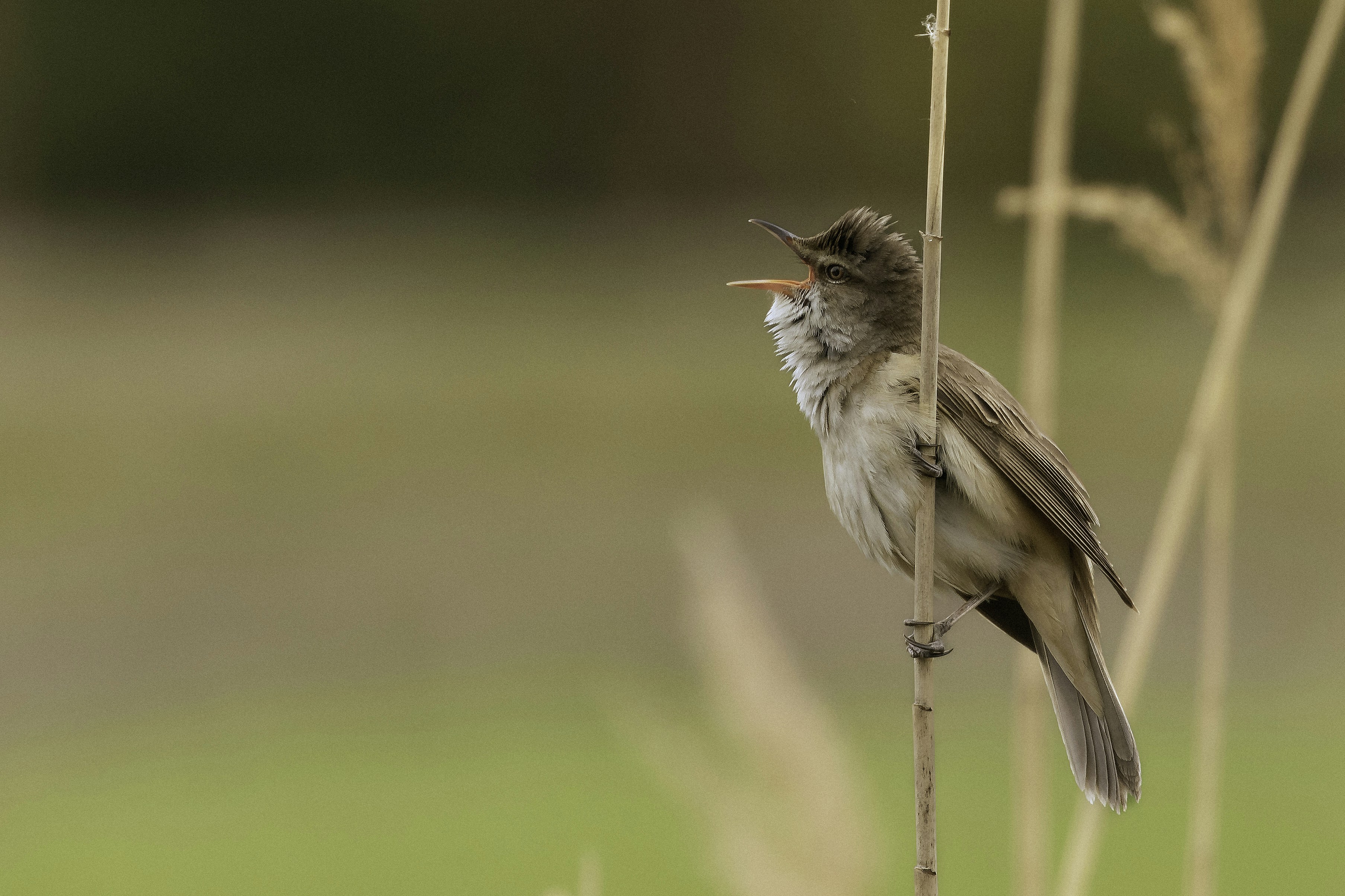 a small bird sitting on top of a plant
