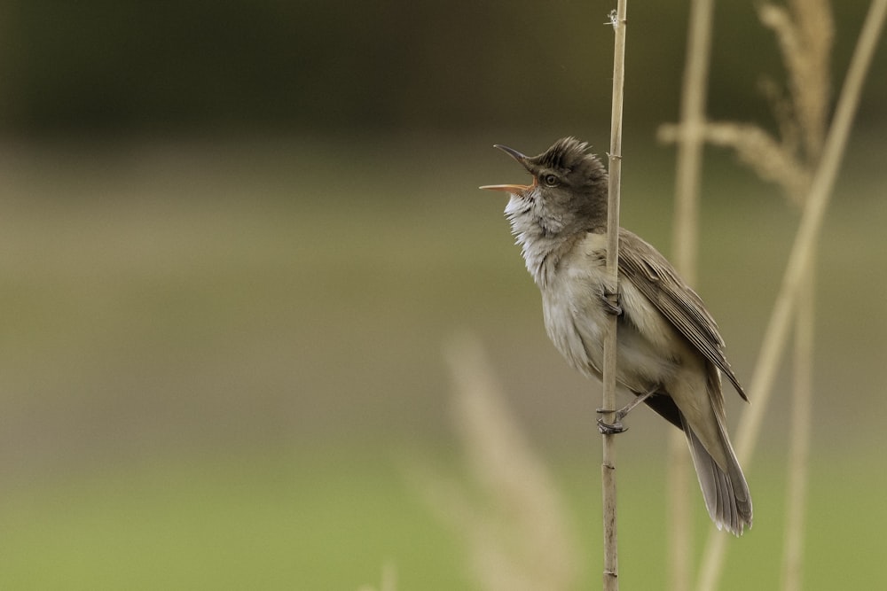 a small bird sitting on top of a plant