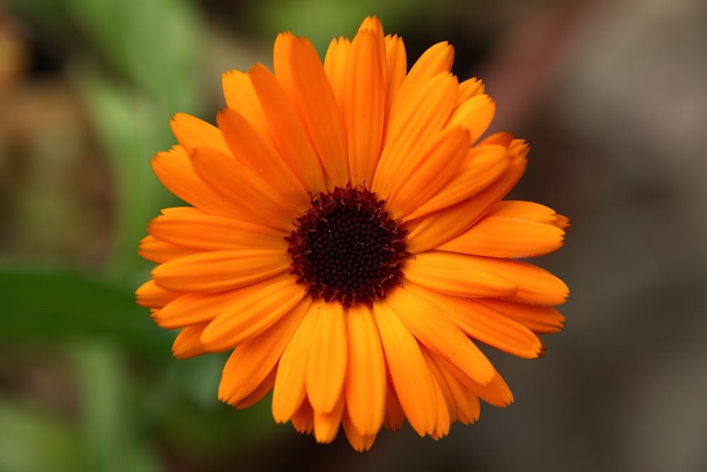 a bright orange flower with a brown center