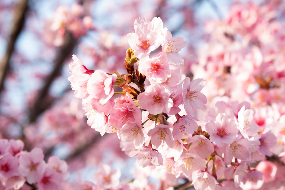 a close up of pink flowers on a tree