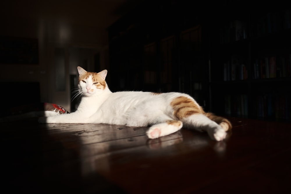 a cat laying on the floor in a dark room