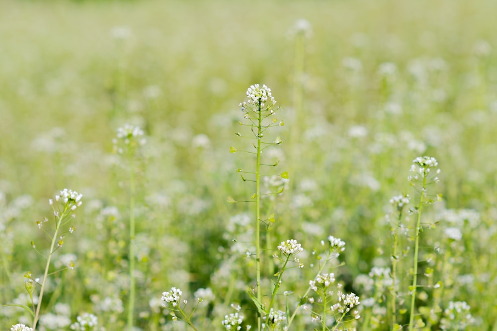 a field full of green grass and white flowers