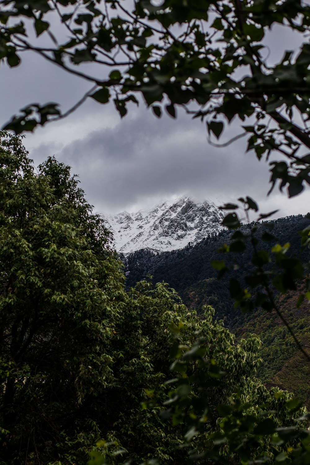 a view of a snow capped mountain through the trees