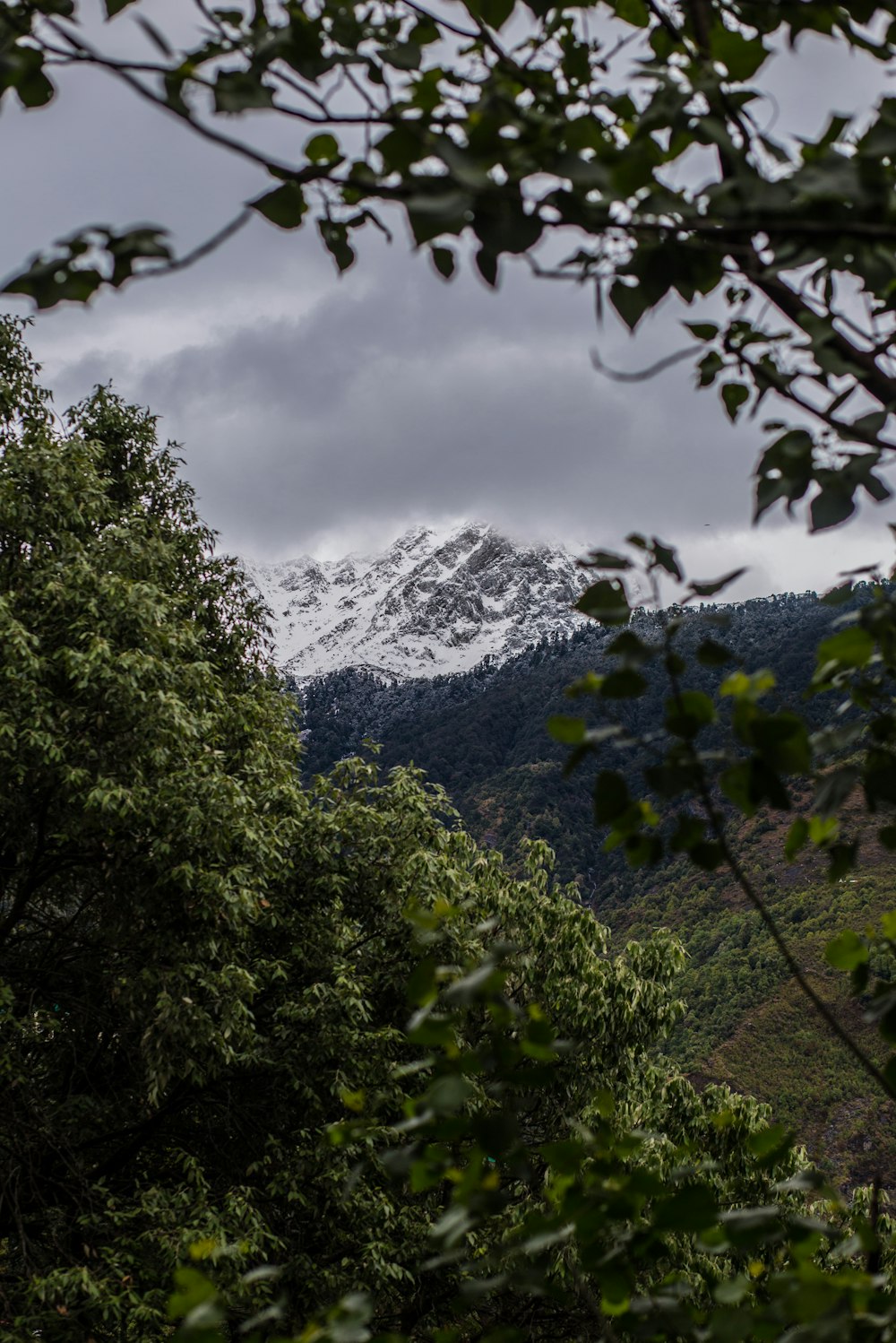 a view of a snow capped mountain through some trees