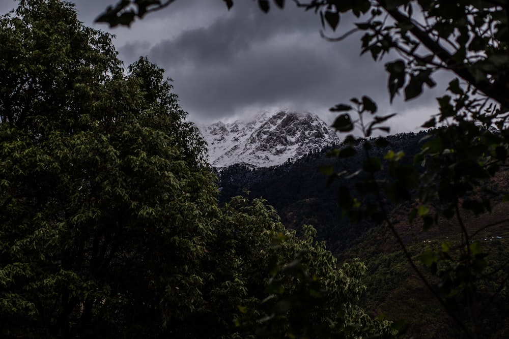 a snow covered mountain is seen through the trees