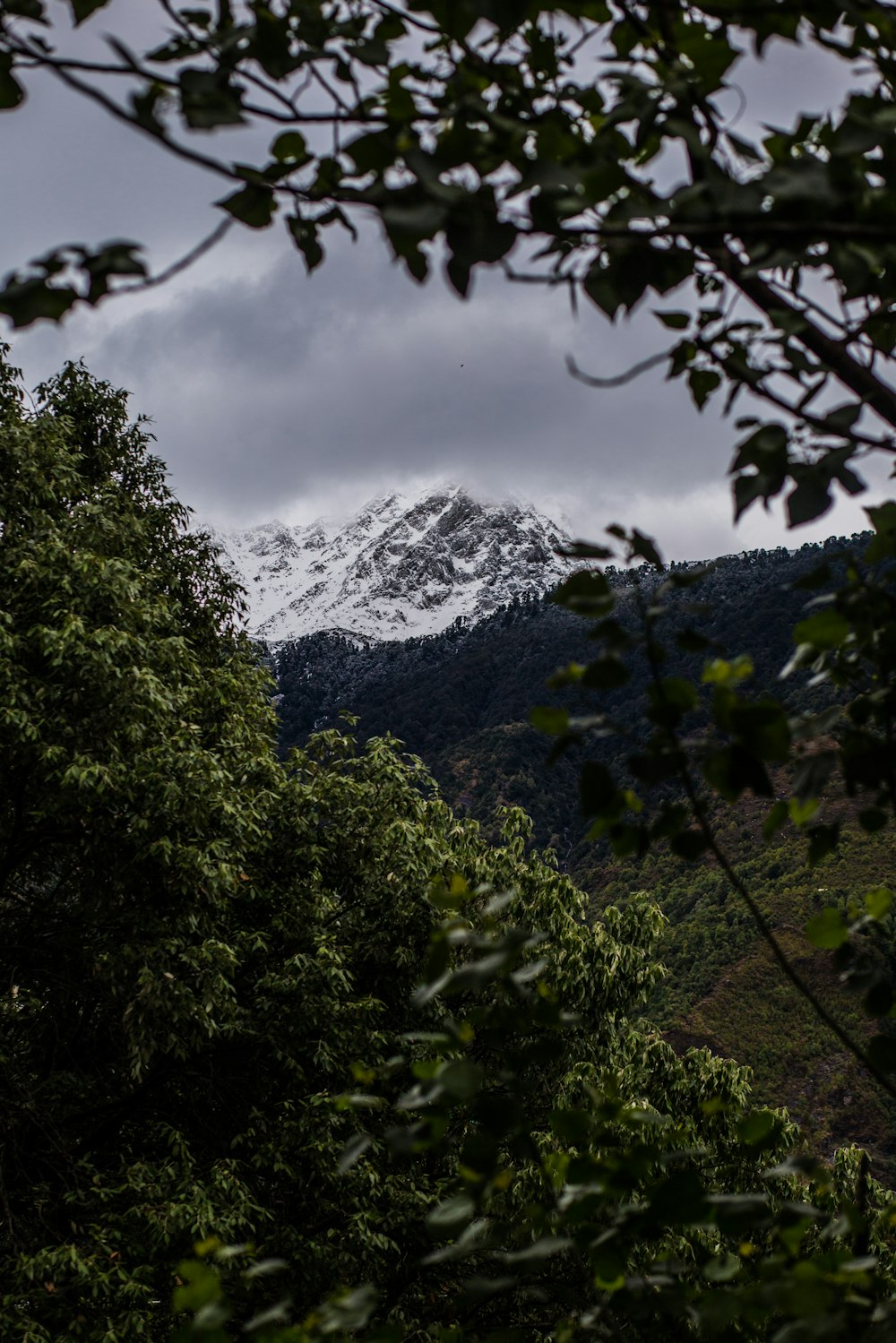 a view of a snow capped mountain through the trees