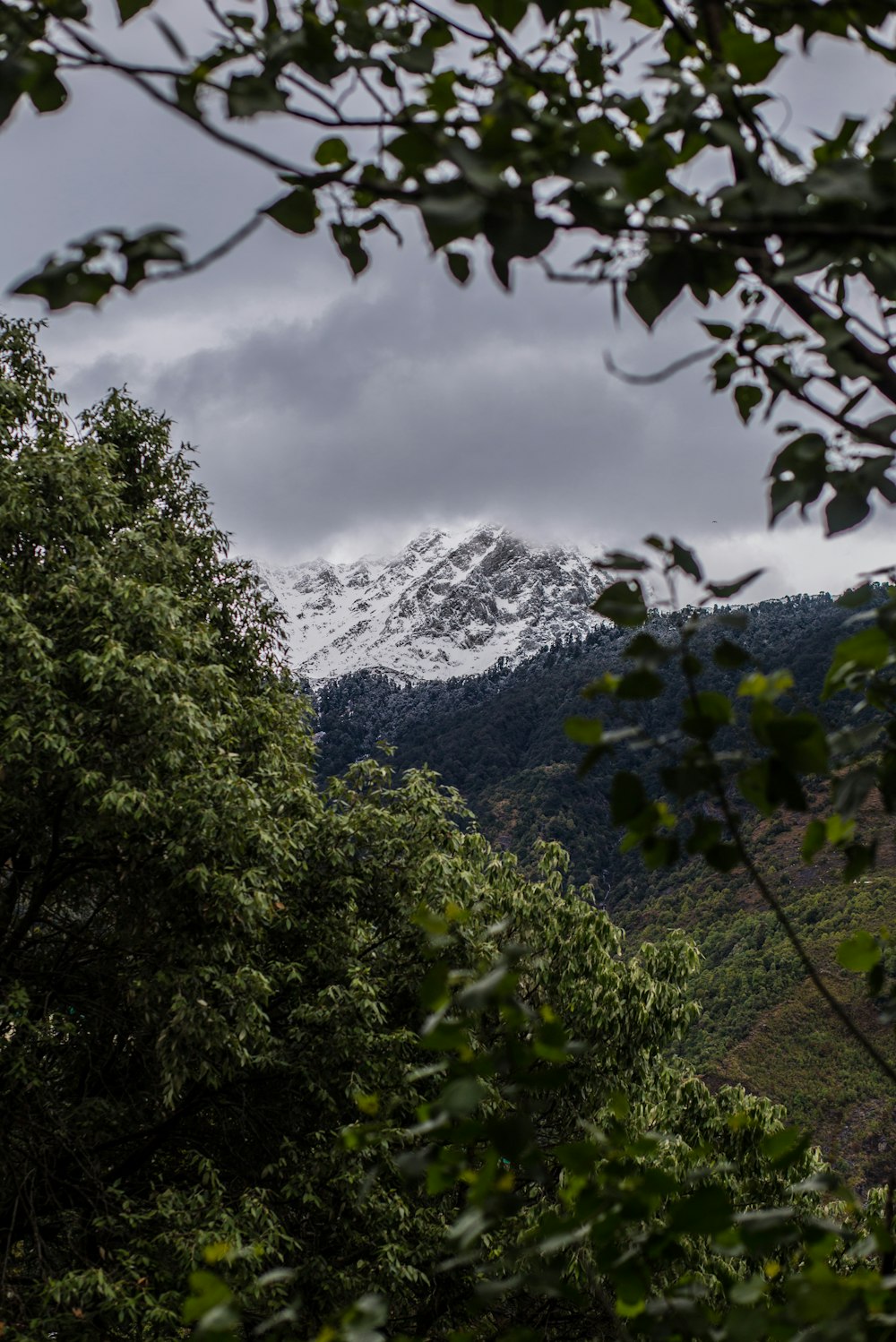 a view of a snow capped mountain through the trees