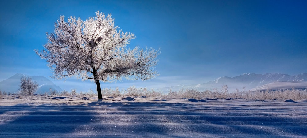 a lone tree in the middle of a snowy field