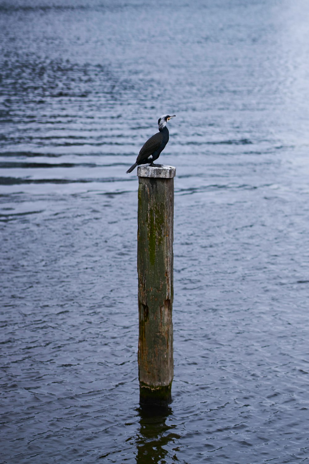 a bird sitting on a wooden post in the water