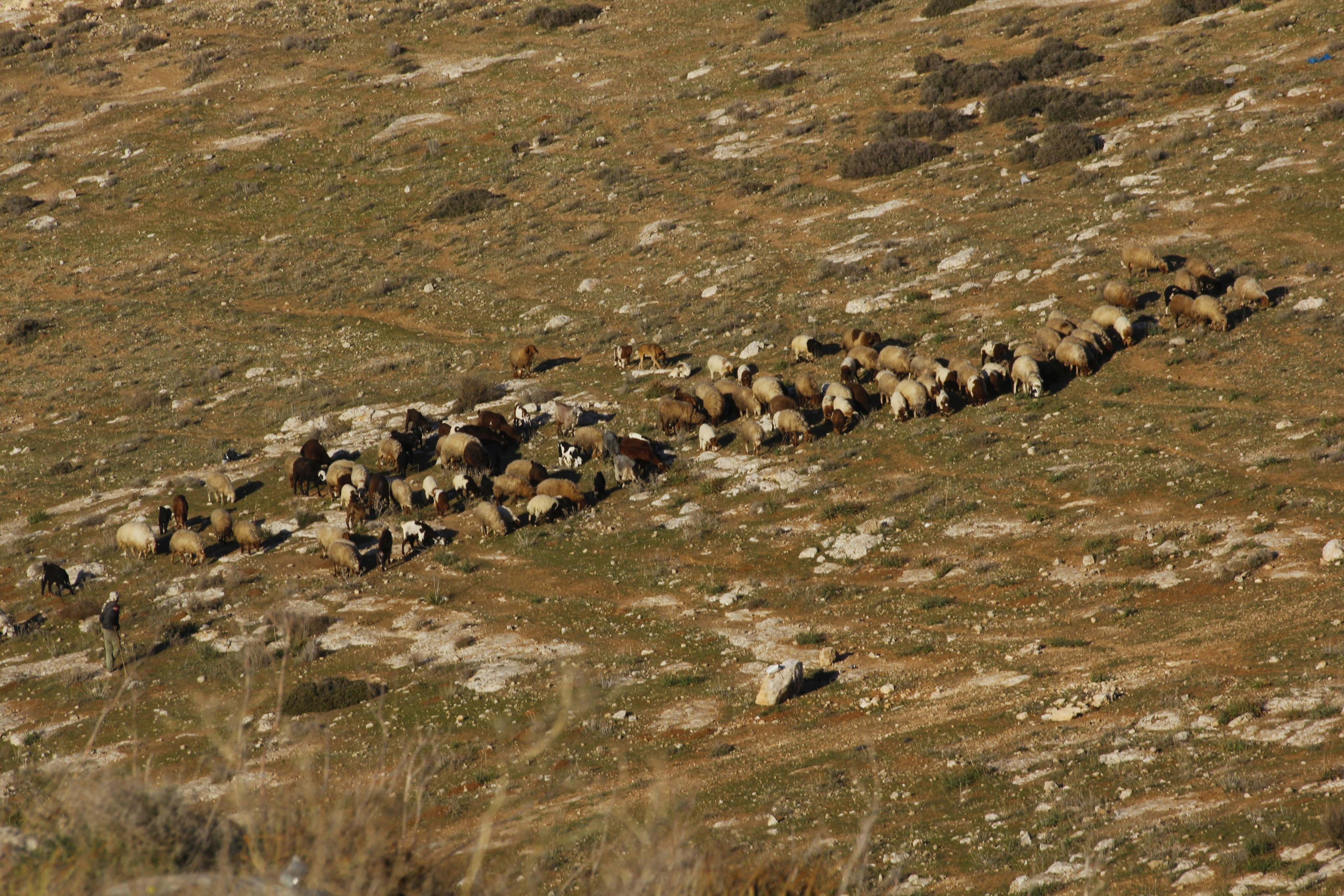 Fotografia z 1958: Manipulácia počas vojen v Kamerune