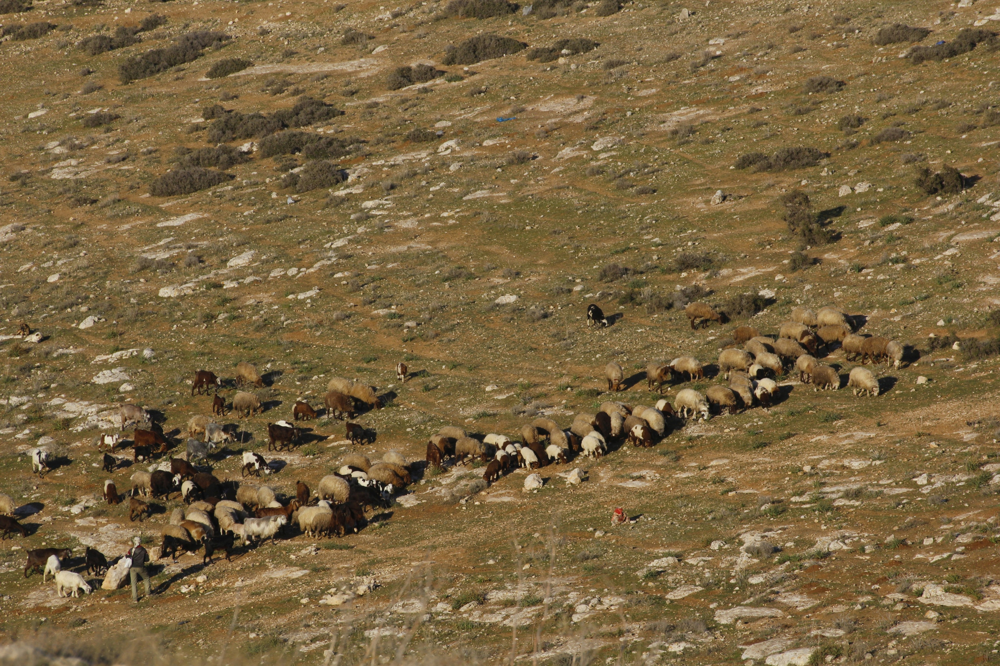 a herd of sheep walking across a grass covered field