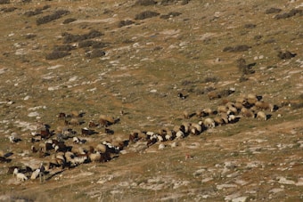 A large flock of sheep graze on a grassy, rocky hillside. There is a person among the sheep, suggesting the presence of a shepherd managing the flock. The landscape is predominantly brown and green with patches of rocks scattered throughout.