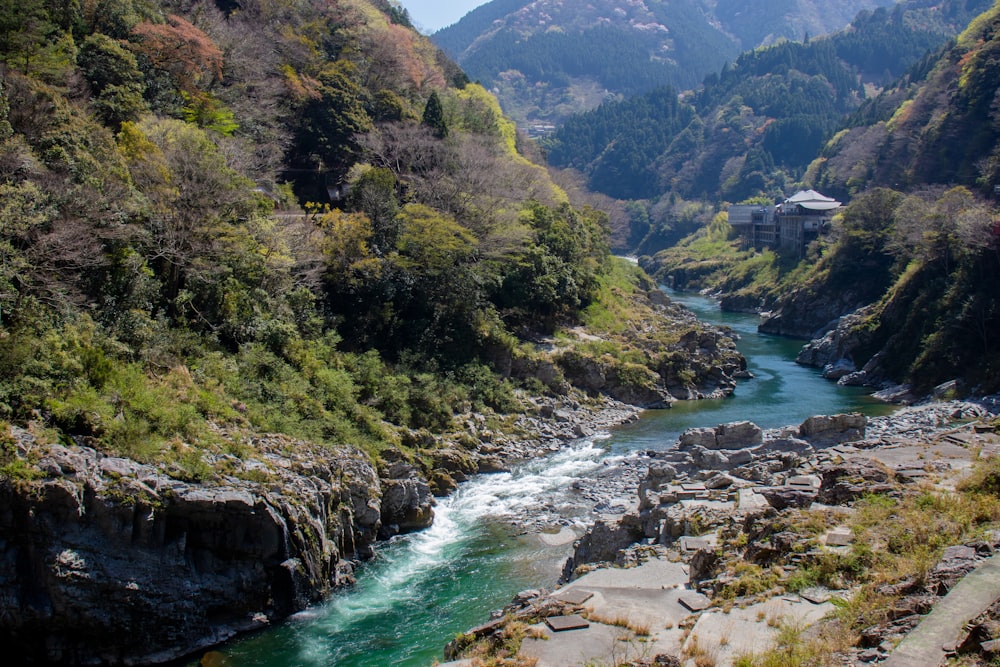 a river running through a lush green forest