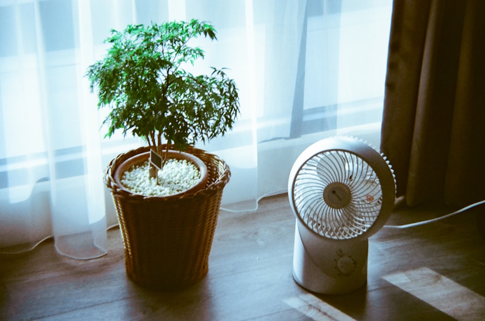 a small plant sitting next to a fan on a table