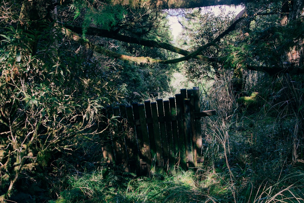 a wooden gate in the middle of a forest