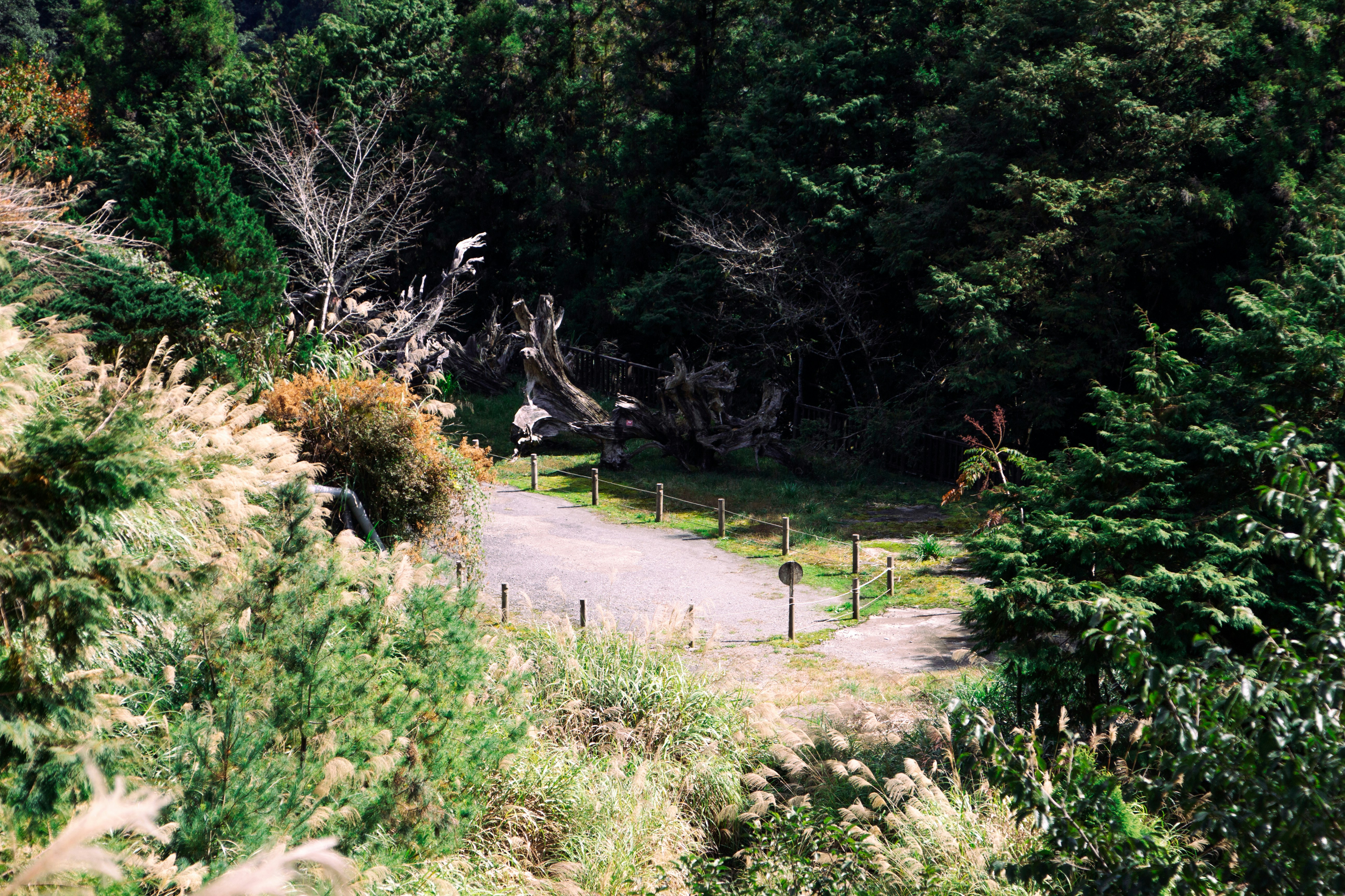 a dirt road surrounded by trees and bushes