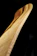 Close-up of a polished wooden kitchen utensil with visible natural grain.