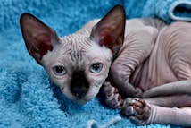 A hairless cat with prominent wrinkled skin lies on a soft, blue textured blanket, looking directly at the camera. The cat's ears are large and pointed, and its eyes are wide and alert.