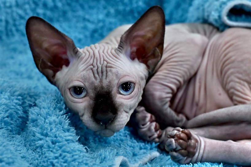 A hairless cat with prominent wrinkled skin lies on a soft, blue textured blanket, looking directly at the camera. The cat's ears are large and pointed, and its eyes are wide and alert.