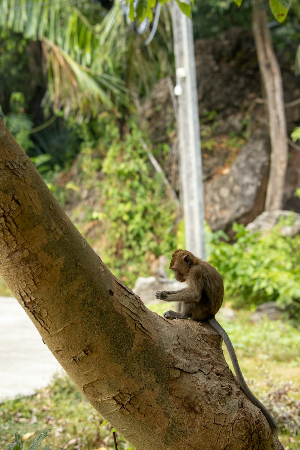 a monkey sitting on top of a tree branch