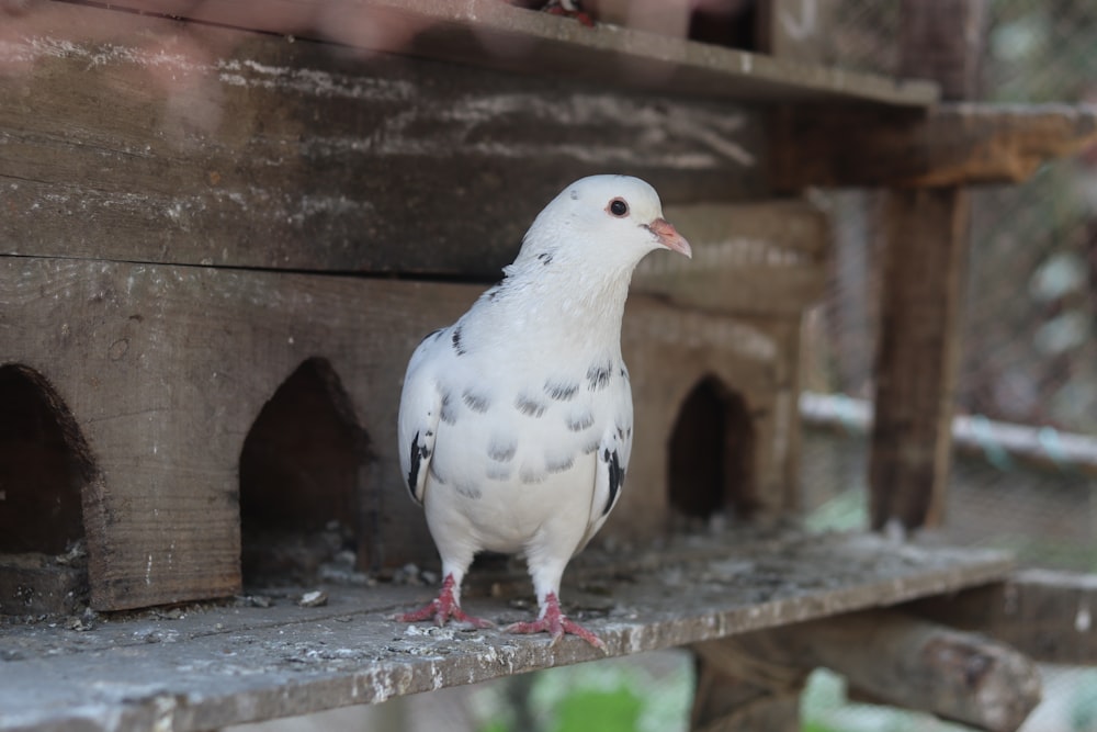 a white bird standing on a ledge next to a birdhouse