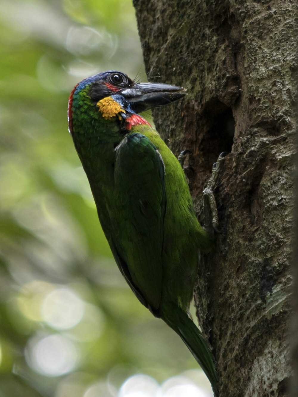 a colorful bird perched on the side of a tree