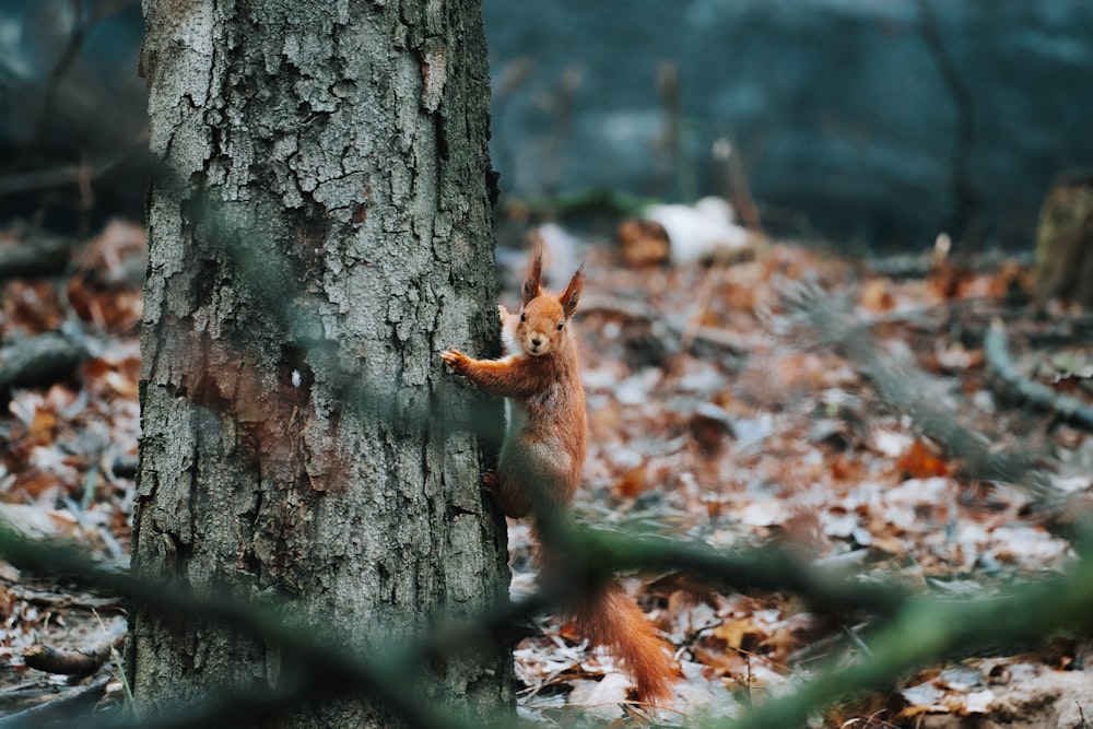 a squirrel standing next to a tree in a forest