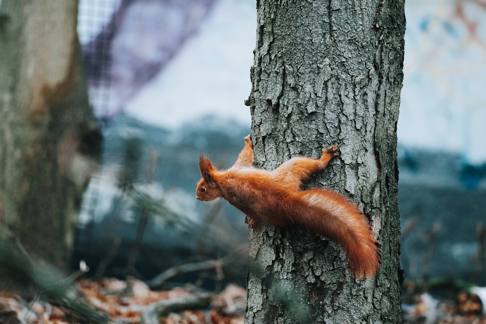 Ein Eichhörnchen klettert an der Seite eines Baumes hinauf