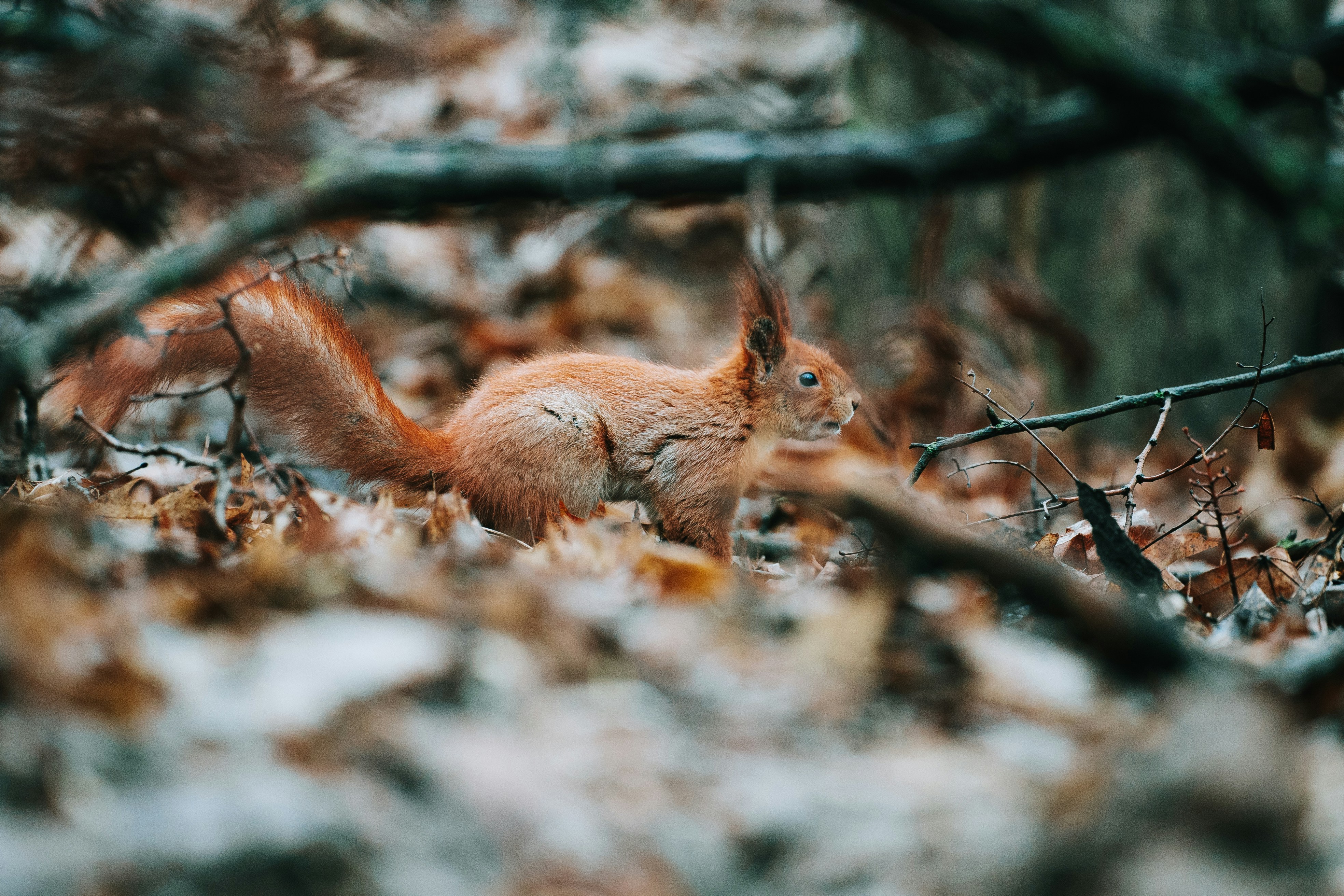 Photo by khodzinskyi